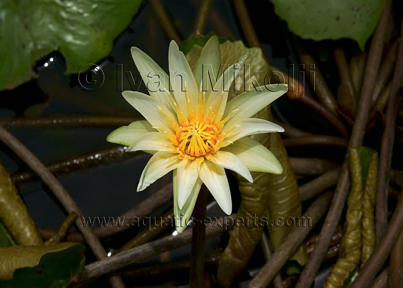 flores de venezuela